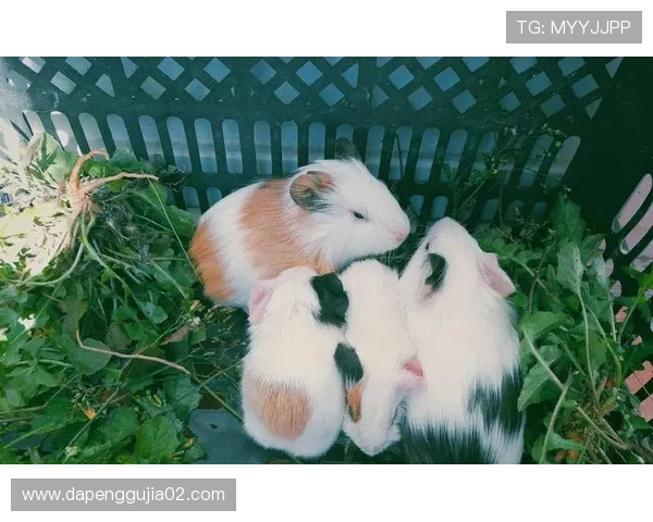 涓浗濂虫帓棣欐腐绔欏悗鎺掑悕鎴栬繋鍏抽敭杞姌锛屼袱杩炶儨濂犲畾绋冲浐鍩虹 涓浗濂虫帓棣欐腐绔欏悗鎺掑悕鎴栬繋鍏抽敭杞姌锛屼袱杩炶儨濂犲畾绋冲浐鍩虹
